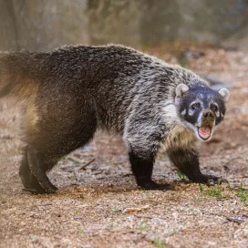*Twig’s face when you don't wish him a Happy FIRST Birthday…*
Twig is described by his keepers as a curious coati! He is confident and energetic, often seen digging and climbing ALL over his habitat. Happy first birthday Twig! 🌱 🥳 💕