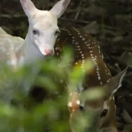 Which animal did you get? Share in the comments below ⬇️✨
It’s #NationalWildlifeWeek and we wanted to highlight some of the species that call North Carolina home! From Black bears to salamanders, NC is home to a remarkable array of animals. The state’s unique climate and diverse habitats create a special environment for wildlife to thrive. From mountains to beaches, North Carolina truly has it all! 💚