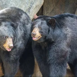 🐾 It’s #NationalSiblingsDay so let’s chat about this special sister duo! Nova and Luna are Black bear sisters who came to live at the Zoo when they were less than a year old. The two girls were raised together and share a very close bond. Nova is a laid-back bear who spends her time lounging about, whereas Luna is a bit more energetic! You’ll notice that one of the bears' ears is brown - this is Luna!🌛 When they were cubs, Nova would suckle on Luna’s ear, causing the brown hair to change color.
Interestingly, Black bears are typically solitary in adulthood, making the bond between Nova and Luna so special. Despite this natural tendency, the sisters have chosen to continue living together, demonstrating their unique connection. The girls have remained close throughout their entire lives, and now at the age of 18, they wouldn’t have it any other way! 💕