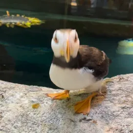 Today is all about PUFFINS! 🐧 These beautiful birds are highly social, living and nesting in large flocks. Puffins nest in crevices and rocks on cliff faces, which their habitat mirrors perfectly! Both parents participate in nest building, as you can see here! Keepers will provide nesting material for the puffins, allowing them to choose the perfect tuft of moss for their nests! 🪹 #NationalPuffinDay