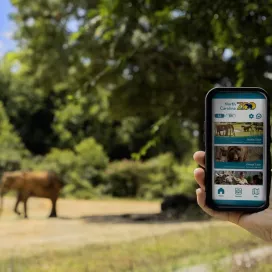 Coming to the Zoo soon? Consider downloading the North Carolina Zoo app before your next visit! ✨
The app focuses on four areas to enhance your guest experience:
- Virtual tours
- Interactive STEM-centered zoo career activities
- Curriculum-based lessons for K-12 students or anyone who wants to learn more!
- Audio-description tours designed to enhance the overall experience of the Zoo for individuals who are blind or have low vision.
Free to download from the Apple app store and Android Google Play. Available in English and Spanish.
