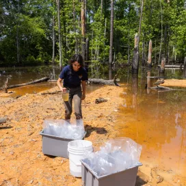 During last week’s #SalamanderSaturday we shared photos from our Tiger salamander egg mass rescue. This week, we’re sharing photos from the release! After a successful head-starting, these salamanders were safely & successfully returned to their native pond, a great win for this state threatened salamander species! 🧡