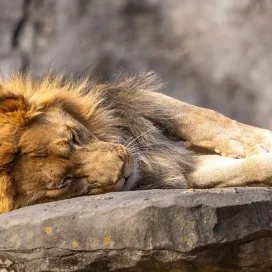 Planning to visit Haji & Mekita at the Zoo? Don't be surprised if they're snoozing away. 🦁💤 This is totally normal and they are doing exactly what they should be! 😴 Sleeping the day away is common in nearly all cat species, from lions and cougars to your domesticated house cat.
Lions can sleep up to 20 hours a day! Snoozemaxxing, anyone? 💤 They are crepuscular and nocturnal, most active from sunset to sunrise. So, spend some time at their habitat, wait, relax, and watch…just like a lion!