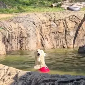 Polar bear Anana recently received a new enrichment item and to say she loves it would be an understatement! 🔴😂 Even on warm days, when Anana has complete access to her air-conditioned behind-the-scenes areas, she can and will choose to still be out in the sun.🌞 The pools that she swims in are kept around a chilly 60° F, too. So keep that in mind if you see her out and about on hot days, it’s because she is choosing to do so!🐻‍❄️
📸 Thank you to Rocky Coast keepers for capturing this video for us!