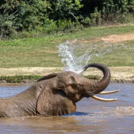 Tonga is here to tell you to keep cool & bring your water bottle to the Zoo! 🌞 Staying hydrated is essential, North Carolina heat is no joke! Water fountains and bottle refill stations located throughout the Zoo for your convenience.💧 Find more seasonal tips at nczoo.org/visit/seasonal-tips