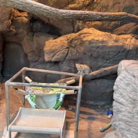 Y’all may not have asked for a 3 minute sand cat kitten video, but we are giving you one anyways!🐱😘