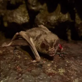 I mean c’mon, look at that cute little face!! It was just #BatAppreciationDay on Friday and we’re here to tell you why you should appreciate bats! 🦇😚✨
•Many different species of bats are pollinators for specific flowers. 🌸
•Some bats eat mosquitos! The native NC species, little brown bats, are a significant contributor to eating bugs like mosquitoes and can eat up to 4,500 a night! 🦟 🤯
•Bat’s poop, guano, serves as a soil fertilizer and helps add nutrients to the ground in tropical rainforests. 💩
📸 Shoutout to Keeper Jocelyn for the video!