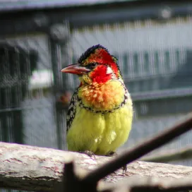 Time for the first behind-the-scenes avian highlight of the month with these BEAUTIFUL birds: Red and Yellow Barbets! 😍❤️💛
Red and Yellow Barbets are an omnivorous species of bird native to Africa where they use termite mounds as nest cavities. They have loud vocalizations that are best described as sounding like a car alarm! 📣 🚗
As a part of their Species Survival Plan (SSP) here at the Zoo, we have been successful in breeding them and creating the right environment for the parents to successfully raise them! 🪺 The males and females can be told apart by looking for the black stripe on their head - only the males have the stripe! 🖤