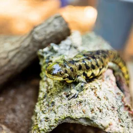 Our Salamander Saturday event on May 2nd is fast approaching! This a free event (with Zoo admission), to celebrate salamanders with crafts, games & education. You might even get the chance to meet some ambassador animals! 👀 We hope to see YOU🫵 in Kidzone, located in North America, on THE Salamander Saturday from 10am - 2pm! 💚