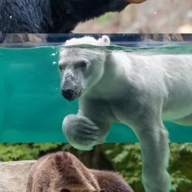 It’s the beary best day of the year: Happy Bears Day! 🖤🤍🤎
We have 3 species of bears, all of them can be found in the North America region of the Zoo: 2 black bears Nova & Luna, polar bear Anana, and grizzly bear Ronan. 🐻🐻‍❄️🖤