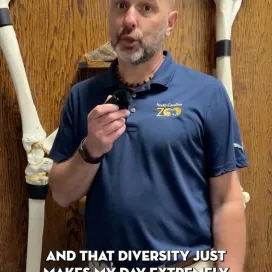 Today is World Veterinary Day 🩺 and when we asked members of the Vet Team what their favorite thing about their job is and they all have almost the same exact answer! 😂 Our incredible team of veterinarians and veterinary technicians provide world-class care to the animals here at the Zoo and we couldn’t be more grateful for every single one of them! ❤️