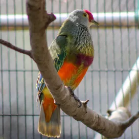 Say hello to the second BEAUTIFUL bird from the Avian Prop team this month: Mariana Fruit Dove 🕊️🧡🩷💚
Here a the Zoo, we are a part of the Mariana Avifauna Conservation Program (MAC) as this species is considered Near Threatened. At this time, we only have a male Mariana Fruit Dove, but will be getting a female soon for the breeding program.
As their name suggests, they are native to the Mariana Islands in the northwestern Pacific Ocean roughly 1,500 miles east of the Philippines. The islands form a crescent-shaped archipelago just west of the Mariana Trench. 🌏 Guam is the southernmost island of the Marianas where the doves are known as the “Totot.”
Mariana Fruit Doves are frugivores, meaning they eat mostly fruit making them excellent seed dispersers on the islands. 🥭 Our current male dove is a big fan of blueberries!🫐
Keep in mind that this post is a part of our series with the Zoo’s behind-the-scences birds, where we share species you won’t see on your visit - a perk of following us here on social! 🫶