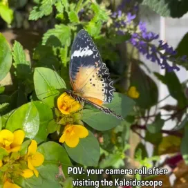 A fan favorite attraction returns TOMORROW, Friday, May 1: Kaleidoscope Butterfly Garden! 🦋😍 The Butterfly Garden is located in Junction Plaza and is open daily 10am - 4:30pm. Tickets are $3 per person and can be purchased in Junction Plaza. Don’t forget, this attraction is weather dependent! 🦋🌺☀️