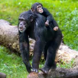How to have the best Mother’s Day yet: Bring your mom to the Zoo! (Bonus points if you buy her a sweet treat 🤭🍦)
Mention the Mother’s Day offer at the admission gates and receive a $3 discount on mom's admission at the Zoo on May 10, 2026. 💕
May not be combined with other offers. Discount not available for online tickets. Expires 4 p.m. May 10, 2026.