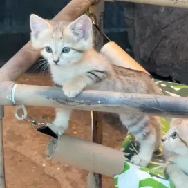 Y’all may not have asked for a 3 minute sand cat kitten video, but we are giving you one anyways!🐱😘