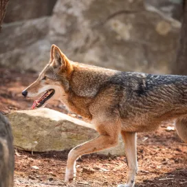Join us at the Zoo on Sunday, May 17, for our Freedom’s Howl book signing event! 🐺 Pick up a copy of Freedom's Howl: The Song of the Red Wolves and get it signed by author Eileen Hayes. Learn all about the American Red Wolf and how you can help support the most endangered canid in the world!
Meet the author & illustrator at the Red Wolf habitat in North America from 10 a.m. - 12 p.m. 📖
From 3 - 5 p.m., Stop by North America Plaza, where you can meet our passionate Red Wolf animal care staff, who will share their expertise and dedication to conserving this critically endangered species. Visit the Zoo Society tabling area to grab some special Red Wolf swag and learn about the NC Zoo Society's "Adopt a Red Wolf" package. Don’t miss out on this special A250 celebration! 🎉📚