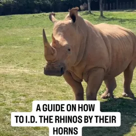 The perfect way to celebrate Save the Rhino Day is obviously with a video guide on how to tell the rhinos apart! 🖤 We have an all female crash (fun word for a herd of rhinos) of Southern White Rhinoceros, a species that is Near Threatened, with a decreasing wild population. Rhinos are one of the many species we protect through our conservation programs. 🌍🦏