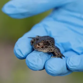 It’s Save the Frogs Day, which is very fitting since that is exactly what we are trying to do - SAVE THE FROGS! 🐸 Conservation of the Gopher Frog is one of our regional conservation programs here at the North Carolina Zoo. Gopher Frogs are state-listed as endangered in the state of North Carolina.
Gopher frog eggs are collected and head started here onsite at the Zoo, which means exactly what it sounds like: giving them a head start in life! They are kept safe from predators and fed regularly to ensure they have the best chance at survival as they morph through their life phases to adulthood. Once they are froglets, also called “metamorphs”, the stage between tadpole and adult frog they are then released into the wild in their natural habitat, the eastern part of North Carolina. Our goal is that the head-started, released frogs will thrive in the wild and hopefully boost the wild population numbers if they are successfully able to breed.