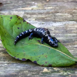 We have the perfect Saturday lined up for you! Stop by the plant sale this morning and pick up a plant (or two 🤭), then head to Farm to Table for a coffee & a sweet treat before heading to Kidzone for Salamander Saturday, a day to learn all about salamanders! Then stroll around the park and enjoy a beautiful day at the Zoo! 💚
📍 Check out our previous posts for more information on the plant sale and salamander event. #SalamanderSaturday #PlantSale