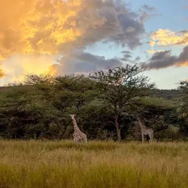 👀 Did you know the North Carolina Zoo is a co-founder of the cutting-edge conservation technology tool SMART (Spacial Monitoring and Reporting Tool)? Did you also know dedicated zoo staff travel across the globe to train and support park rangers on the use of SMART for the conservation of wildlife like black rhinos, elephants, and more? 🐘
Three Zoo staff members just returned from Namibia where they provided SMART refresher trainings for staff at Waterberg Plateau National Park, providing classroom-based and on-the-ground exercises for park rangers. In partnership with the Namibia Ministry of Environment, Forestry & Tourism they also led a SMART Dashboard workshop for ministry officials and staff from across Namibia.🇳🇦
At the North Carolina Zoo, our wildlife conservation efforts stretch near and far. Every visit you make directly supports our mission to protect wildlife and wild places. 🌍 ❤️