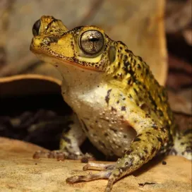 It’s Amphibian Week! So, scroll for the amphibian photo compilation you’ve been waiting for! 😅
🐸 Did you know amphibians are divided into three main categories? Frogs & toads, salamanders, and caecilians (lesser-known, limbless, worm-like in appearance). These awesome amphibians play an important role in our ecosystems, from keeping mosquito populations in check to serving as indicators of environmental health with their unique permeable skin. Let’s raise awareness for these unique animals and appreciate their 'double life' both in water and on land! ✨
#AmphibianWeek