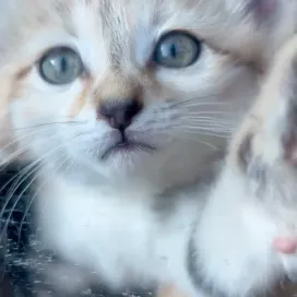 Gooooood morning from your favorite sand cat kittens 😻🐾 Say it back!!🗣️