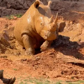 There are only a few things in this world better than a fresh muddy rhino! 😍🦏 Rhinos are supposed to be gray, but the Carolina red clay here keeps them orange😂🧡 This wallow was built specifically for the rhinos, to make sure they always have a place for a nice mud bath, an example of one of the many ways we prioritize animal care and welfare. The mud protects their skin from the sun, cools their body temperature and acts as a barrier against bugs. ☀️
