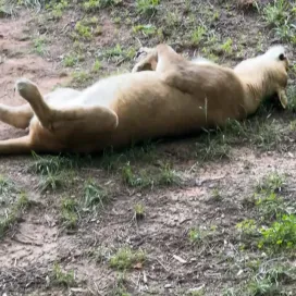 It just doesn’t get any cuter to happen upon lioness Mekita sleeping belly-up! 🥹 Mekita and Haji spend a lot of time napping together, but that’s exactly what they're supposed to do. 😴 African lions can sleep up to 20 hours per day! 🦁