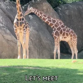 Happy World Giraffe Day!🦒 We hope this video helps your ID skills for your next Zoo visit! The giraffe can be difficult to tell apart, but its easier when all three are in the same frame😍🦒