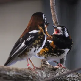 Meet the Chestnut-Backed Thrush! ✨ These beautiful birds are listed as Near Threatened according to the IUCN. Found across Asia, they face challenges from the Asian Songbird Crisis, in decline due to trapping in the wild.
Chestnut-Backed Thrush are omnivores, feasting on fruits, veggies, and insects, with a love for nightcrawlers as enrichment! 🪱 These birds are 'sexually monomorphic' meaning males and females are indistinguishable based on appearance.
Swipe to the last photos to see a chick that hatched this past spring! Check out the color difference, as this chick has not yet developed its vibrant adult plumage!
We have been successful in breeding this species, contributing to genetic diversity and the ongoing mission to save wildlife and wild places. 🫶🪺
