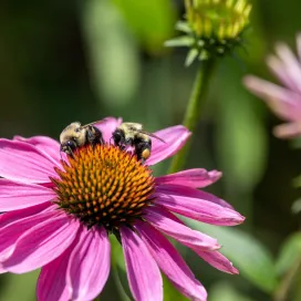 An entire world of pollinating is happening right before your eyes! As you enjoy your visit at the Zoo, take some time to slow down, stop, and admire the pollinators, the literal ✨busy bees✨ as they fly from flower to flower, gathering pollen in their “pollen baskets.” 🐝 The natural world is always there to inspire us, if we just know where to look. 🌸