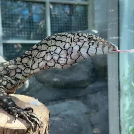 Did someone say… NEW SPECIES?! 👀 🤭
Recently, we welcomed a brand new species to the Desert: meet the Perentie Monitor! The Perentie Monitor is the largest species of lizard in Australia and the fourth largest in the world. 🌏
Our Perentie monitor is still a juvenile at only 3 years old! Although they have a slender body, our young male has a lot of growing to do as adults can reach about 30- 40lbs. and 8 feet long.
Perentie monitors are native to Australia and are found in arid and semi-arid climates. They are known for being quite fast and can reach speeds up to 25 mph for short spurts! As carnivores and active hunters, they rely on their keen eyesight and highly sensitive tongue, which detects scents and chemical cues in the air, to locate prey.
You can see the Perentie monitor in the same habitat where Pandai, the Komodo dragon was previously in the Desert. Don’t worry, all is well with Pandai; she has moved over to her space in Asia.