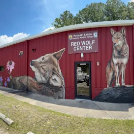 On North Carolina’s Albemarle Peninsula, the eastern North Carolina Red Wolf population serves as a critical stronghold for the remaining wild critically endangered American Red Wolf (Canis rufus) population. This population includes both wild-born Red Wolves and individuals released from zoological institutions and wildlife centers, including institutions such as the North Carolina Zoo, as part of ongoing recovery efforts managed by the U.S. Fish and Wildlife Service. Close monitoring of these Red Wolves is essential to support individual health, survival, and the long-term recovery of the species. By studying Red Wolf behavior and movement, biologists can better understand how these animals use the landscape, how much space they require, and how they respond to their environment.
Recently North Carolina Zoo conservation and research staff ventured to the coast to meet with USFWS biologists - touring Alligator River and Pocosin Lakes National Wildlife Refuges, learning about Red Wolf monitoring methods, and exploring opportunities for Zoo staff to contribute their skills to recovery efforts. Here at the North Carolina Zoo, we are proud to have the second largest breeding population of Red Wolves in the world. By strengthening the relationship between the North Carolina Zoo and partner agencies working to impact conservation right here in our state, we can work together to build a brighter future for wild animals and wild places.