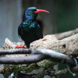 Meet the Green Woodhoopoe! 🌍✨ This vibrant bird, native to Africa, is a master insect hunter with a diet of insects, small fruits, veggies, and seeds. Their beaks are perfectly designed for digging out insects from tree bark.
Known as the "Laughing Bird" due to their cackling sounds, the local Zulu name is iNhlekabafazi, meaning "laughing women." Alongside, their laughter they chitter to one another…a lot!! 🎶