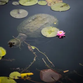 The art of noticing: wildlife in the Zoo edition! 🪺 Keep a watchful eye out for the wild friends who call the Zoo home. 👀 You never know who you may see! 🐢 Remember to observe, not touch, and treat all wildlife and wild places with care and respect. 🌿 ✨