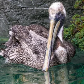 Introducing… Teddy!
Teddy was the winning name in the naming poll for the juvenile brown pelican! 🥳 Thank you to everyone who participated in this naming poll, we love having the opportunity to involve the public in our naming polls!
The name, Teddy, was proposed in honor of President Theodore Roosevelt who significantly impacted brown pelican conservation by establishing Pelican Island, Florida as the first National Wildlife Refuge in 1903. 🏝️