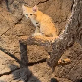 THIS is something you don’t hear every day: sand cat kitten calls! 😻 📣Zayn is calling for his mom, Sahara, who is close by enjoying a kitten-free snack moment to herself. Sand cats have a variety of calls but hearing a call is not a common occurrence!
Huge shoutout to Keeper Sam for capturing and sharing this video!👏
