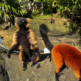 Marie the Red ruffed lemur is celebrating her 10th birthday today! Can you spot the differences between her and George? Marie is larger, and has the lighter coat between the pair. Wish Marie a Happy Birthday in the comments below! ✨
Red ruffed lemurs, like George and Marie, are listed as Critically Endangered and are experiencing a decline in their population primarily due to habitat loss. By visiting the North Carolina Zoo, you are actively contributing to the conservation of wildlife and wild places. 💕