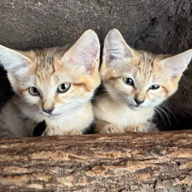 Sand cats may be one of the cutest wild cats in the world, but don’t let their adorable faces fool you!
Despite looking like tiny domestic cats, sand cats are wild animals that have evolved to survive in some of the harshest desert environments across North Africa, the Middle East, and Central Asia. They spend their lives hunting to survive and are exceptionally skilled predators.
In the wild, they hunt a variety of prey including rodents, lizards, insects, and even venomous snakes. Their oversized ears help them detect prey moving beneath the sand, and the thick fur on their paws protects them from the extreme heat of the desert.
Because they look so much like our house cats, people often assume they would make good pets. They would NOT! Sand cats have never been domesticated, and they retain all of the instincts and behaviors of a wild predator. They require specialized care, space, and conditions.
Even in AZA-accredited zoos, sand cats are not treated as pets. They are cared for by trained professionals in habitats designed to meet their natural needs, while respecting them for what they are, wild animals.
They are fascinating, beautiful animals, and it's easy to see why everyone loves them! But it’s important to remember that just because they look similar to domesticated house cats, does not mean they are.
Cute? Absolutely. ✅
Cuddly? Definitely not. ❌