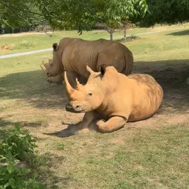 Have you ever seen a rhino stretch and yawn!? Now you have! 😍 Bonnie rhino just woke up from a little nap and had to have a nice stretch and wide yawwwwwn. 🥱😴🦏
Fun Fact: Southern White Rhinos, like Bonnie, are believed to have received their name due to a historical translation error. This misunderstanding arose from the Afrikaans word "wyd," which means "wide" and was used to describe the rhino's large, squared-off lip, but was misheard as "white." 🤍