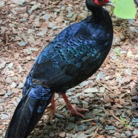 We’re back with another avian species highlight! Meet the stunning Vietnam Pheasant! 💙 This species is listed as Critically Endangered by IUCN, with the species possibly extinct in the wild. Currently, there is a Zoo coalition in Europe actively working to reintroduce this species to its native range of Vietnam.
These birds are omnivorous and love digging for bugs. Vietnam Pheasants are sexually dimorphic, meaning the males and females display physical differences: the males are black with a vibrant blue tint and a white crest, while the females are chestnut brown. We have successfully bred these birds at the Zoo! Swipe to see the chick who hatched this spring! ➡️ 🐣