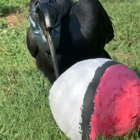 Who’s ready for the Creature Catcher event this weekend?! 👀 We were able to capture some themed enrichment down at the Avian Barn with Abyssinian Ground Hornbill, Doli and Wattled Crane, Baldy. ✨ The full scoop on the event can be found on our website or Facebook event!