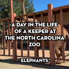 Part 1 of 7: “A Day in the Life” of a Zookeeper at the North Carolina Zoo: Keeper Jenna at Elephants 🐘
While this series offers a fun behind-the-scenes look at a keeper’s day, it only scratches the surface. Every day brings new challenges, and these videos capture just a small glimpse of the countless responsibilities, dedication, and hard work that go into caring for the animals at the North Carolina Zoo.