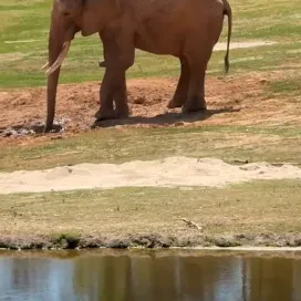 If you’ve ever wondered why our elephants are orange, this is why! 🧡 ➡️ Elephants will take “mud baths” by throwing mud on themselves to help protect their skin, cool down, and to act as a natural bug repellant. African bull elephant, Louie is enjoying his mud bath! ☀️🐘