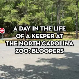 Tomorrow kicks off Zookeeper Appreciation Week, July 19–25! 🥳 To celebrate, we’ll be sharing a new ‘Day in the Life’ video every day next week, featuring seven keepers from across the Zoo and offering a behind-the-scenes look at what it’s like to be a zookeeper at the North Carolina Zoo. But first, we’re kicking things off with some of our favorite bloopers from the series. 🤭
Whether it’s in the summer heat, pouring rain, freezing temperatures, or anything in between, our keepers are there every day feeding animals, creating enrichment, maintaining habitats, and building trusting relationships with the animals in their care. Their dedication, compassion, expertise, and the personal sacrifices they make to provide exceptional care never go unnoticed.
Creating this video series was a lot of fun, and we hope it gives you a deeper appreciation for the incredible work our keepers do. Thank you to all of our zookeepers for everything you do to care for wildlife and inspire our guests every day. 💚