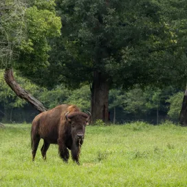 It’s National Bison Month! Did you know these neat facts about North America’s largest land mammal? 🦬 💙
- Females tend to live in large herds with their offspring while males live alone or in small, bachelor herds.
- Although very large, bison can run at speeds up to 40 MPH.
- In the winter, they use their heads as plows to move snow in search of plants.