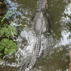 Stop your scroll and enjoy a few zen moments with alligator, Xena. Oh, to be an alligator in a swamp🐊✨