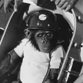 There’s no better day than #WorldChimpanzeeDay to honor the memory of Ham, the first chimpanzee in space! Today, we unveiled a Historical Highway Marker celebrating Ham’s extraordinary life and contributions to space exploration. Located along the road leading to the Zoo’s main entrance, the marker also recognizes the North Carolina Zoo as the place where Ham was finally able to live as a true chimpanzee and spend the rest of his life with fellow chimpanzees. It is an incredible honor to be part of his lasting legacy and we are proud to have had such a meaningful role in his life. 🖤