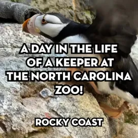 Part 2 of 7: “A Day in the Life” of a Zookeeper at the North Carolina Zoo: Keeper Lauren at Rocky Coast 🐻‍❄️🪶
While this series offers a fun behind-the-scenes look at a keeper’s day, it only scratches the surface. Every day brings new challenges, and these videos capture just a small glimpse of the countless responsibilities, dedication, and hard work that go into caring for the animals at the North Carolina Zoo.