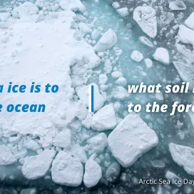 When Arctic waters are cold enough, the top layer freezes into a special type of ice called “sea ice.” Sea ice is to the ocean as soil is to a forest: it supports the entire Arctic food chain and is essential for Arctic animals.
🧊 Polar bears rely on sea ice to efficiently catch their main prey, seals. 🦭 Although seals can out-swim polar bears underwater, bears have the advantage on top of the ice by using it to sneak up on and stalk their next meal.
Protecting sea ice is essential for the survival of ice-dependent species and the health of the Arctic ecosystem. 💙
#SaveOurSeaIce #ArcticSeaIceDay polarbearsinternational.org